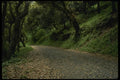 082031 Access Road Angel Island A4 Photo Print