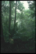 083000 Jungle Trail, Western Bali A4 Photo Print