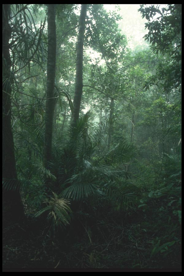 083000 Jungle Trail, Western Bali A4 Photo Print