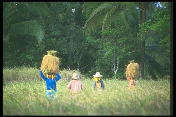 083007 Workers Carrying Loads Of Harvested Rice A4 Photo Print