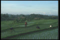 083023 Rice Terraces, Ubud A4 Photo Print
