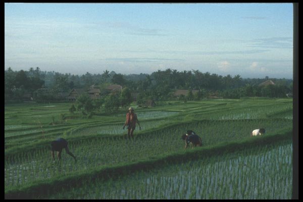 083023 Rice Terraces, Ubud A4 Photo Print