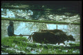 083024 Water Buffalo In The Afternoon Sun A4 Photo Print