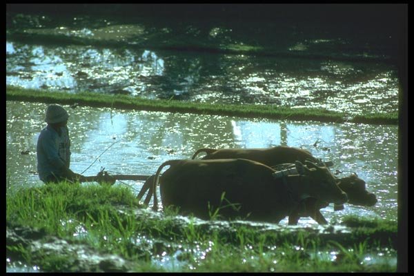 083024 Water Buffalo In The Afternoon Sun A4 Photo Print