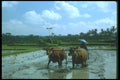 083026 Ploughing Rice Terraces With Water Buffalo A4 Photo Print