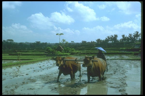 083026 Ploughing Rice Terraces With Water Buffalo A4 Photo Print