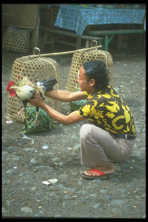 083035 Woman With Rooster A4 Photo Print