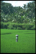 083037 Traditional Offering Shrine In Rice Terrace A4 Photo Print