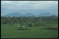 083038 Rice Terraces In The Early Morning Light, Ubud A4 Photo Print