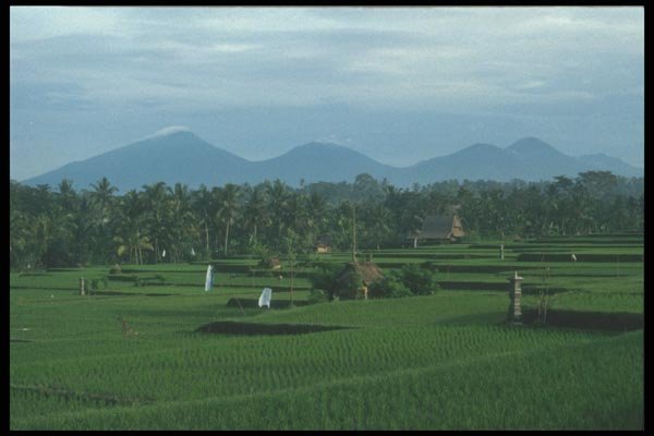 083038 Rice Terraces In The Early Morning Light, Ubud A4 Photo Print