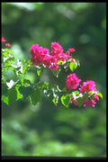 083039 Bougainvilleas In Bloom, Sangeh A4 Photo Print