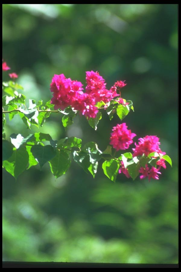 083039 Bougainvilleas In Bloom, Sangeh A4 Photo Print