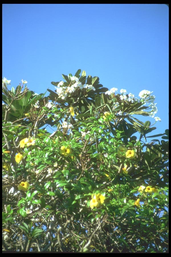 083045 Blossoming Trees, Sangeh A4 Photo Print