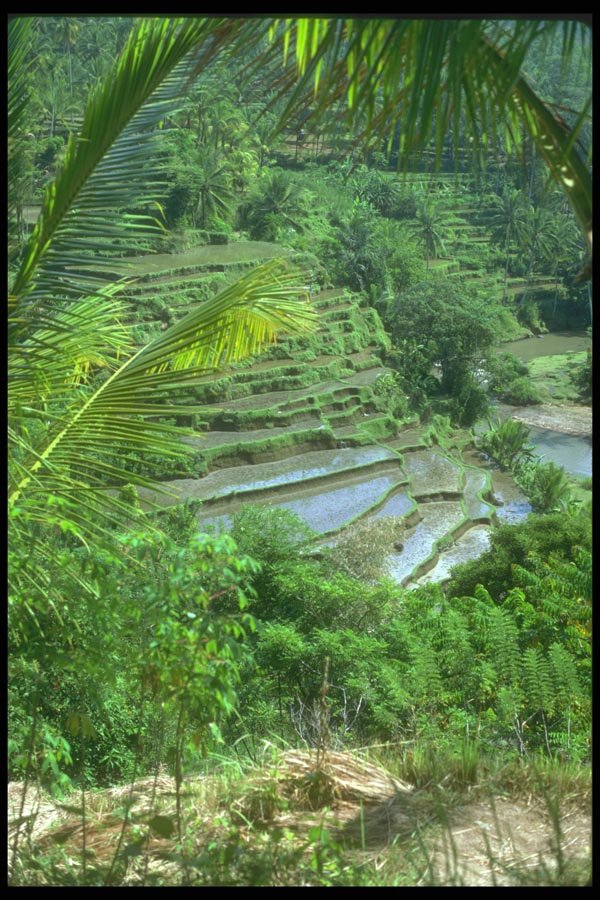 083046 Rice Terraced Landscape, Gung Kawi A4 Photo Print
