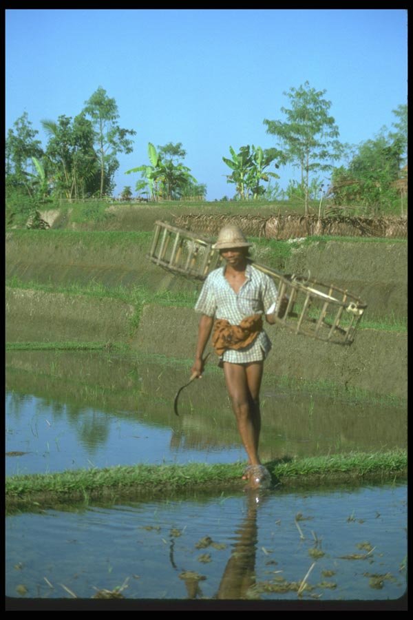 083047 Duck Herder Carrying Bamboo Cages, Ubud A4 Photo Print