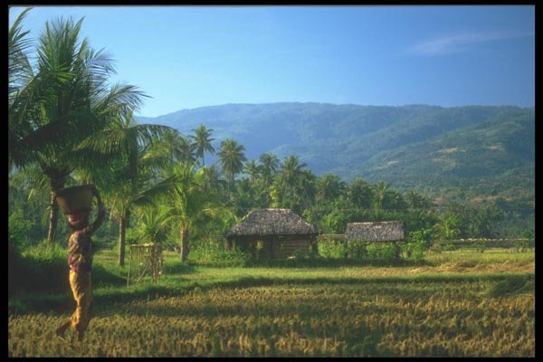 083061 Landscape, Kumbutambahan, North Coast A4 Photo Print