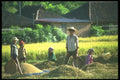 083066 Harvesting Rice, Near Sangeh A4 Photo Print