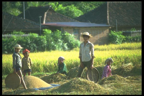 083066 Harvesting Rice, Near Sangeh A4 Photo Print