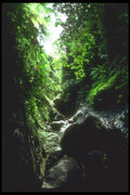 083067 Forest Stream, Pujung A4 Photo Print