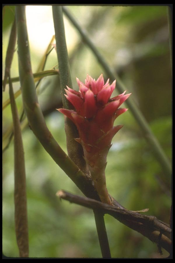 083073 Blossom In The Jungle, West Bali A4 Photo Print