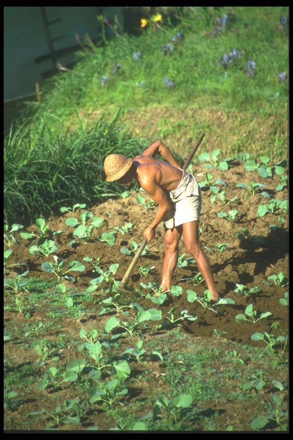 083084 Farmer Tilling Vegetables In Terraced Plot A4 Photo Print