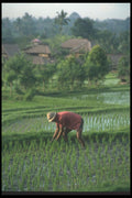 083085 Farmer Weeding Young Rice Crop Near Ubud A4 Photo Print