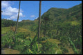 083086 Terraced Landscape, Klungkung A4 Photo Print