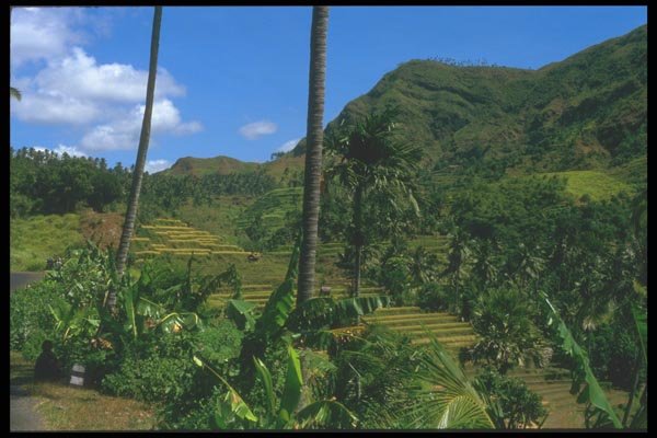 083086 Terraced Landscape, Klungkung A4 Photo Print