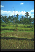 083087 Simple Shrine In Rice Field, Central Bali A4 Photo Print