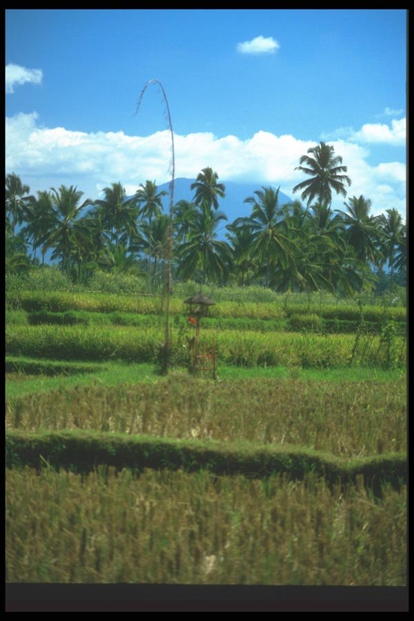 083087 Simple Shrine In Rice Field, Central Bali A4 Photo Print