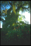 083088 Blossoms In The Early Morning Light, Bedugal A4 Photo Print