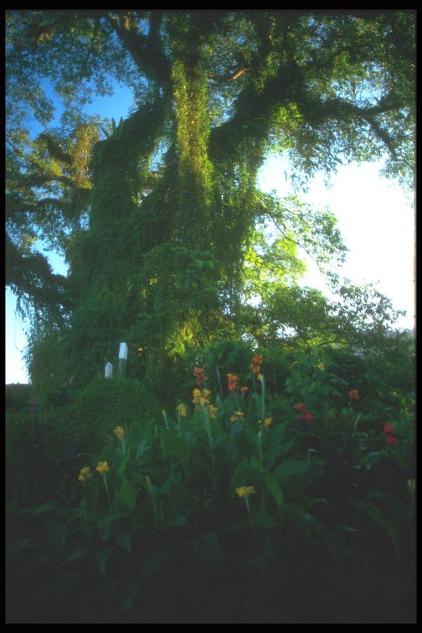 083088 Blossoms In The Early Morning Light, Bedugal A4 Photo Print