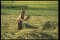 083090 Woman Winnowing Rice A4 Photo Print