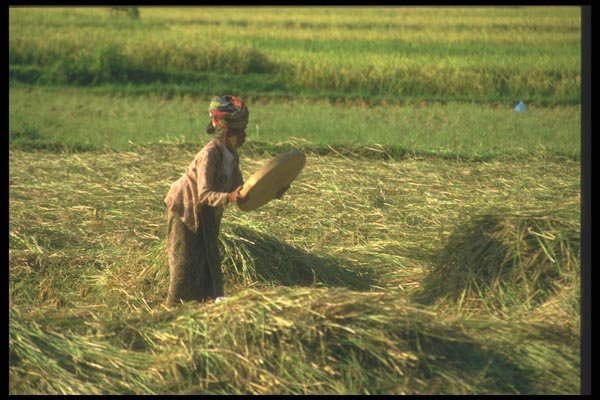 083090 Woman Winnowing Rice A4 Photo Print