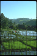 083097 Plant Trellis And Terraces, Ubud A4 Photo Print