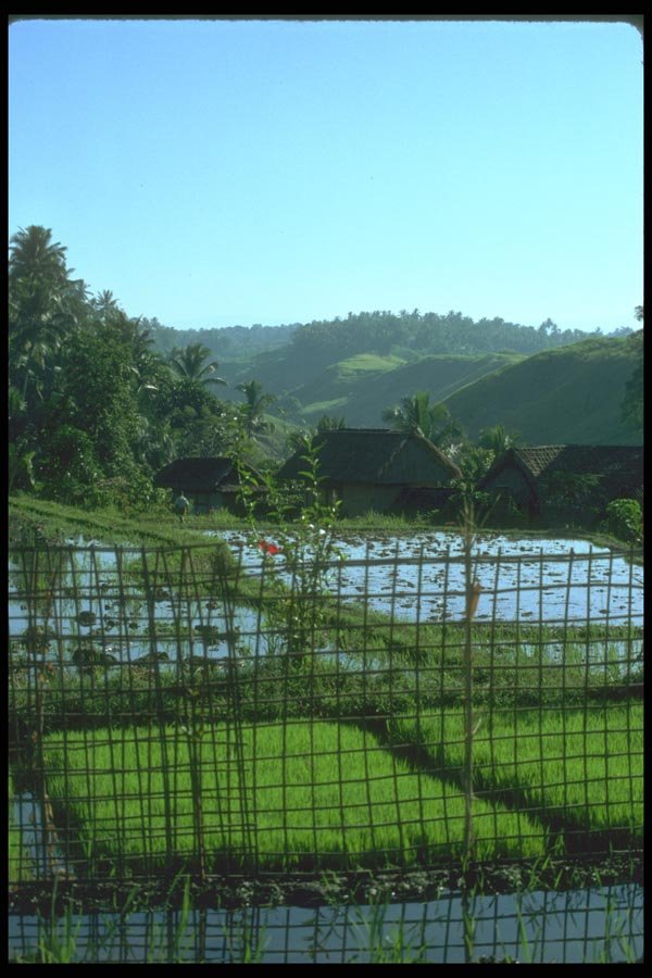 083097 Plant Trellis And Terraces, Ubud A4 Photo Print