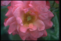 084000 Floribunda Rose, Cathedral  A4 Photo Print