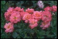 084001 Floribunda Rose, Cathedral  A4 Photo Print