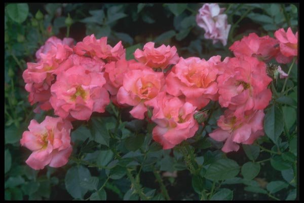 084001 Floribunda Rose, Cathedral  A4 Photo Print