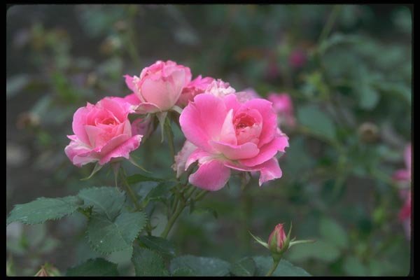 084002 Shrub Rose, Carefree Wonder  A4 Photo Print