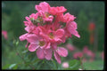 084003 Shrub Rose, Summer Wind  A4 Photo Print