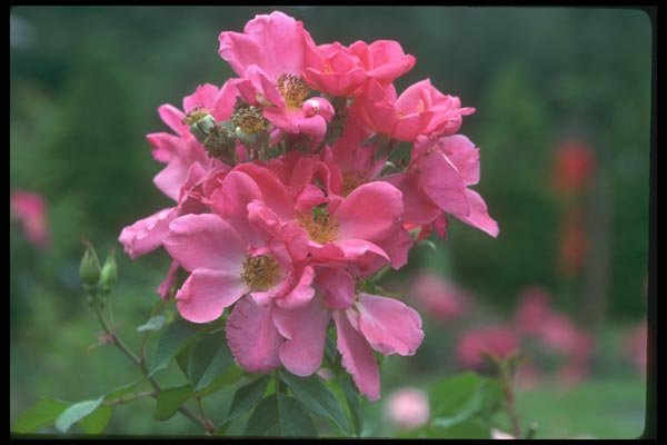 084003 Shrub Rose, Summer Wind  A4 Photo Print