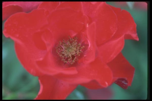 084004 Floribunda Rose, Amsterdam  A4 Photo Print