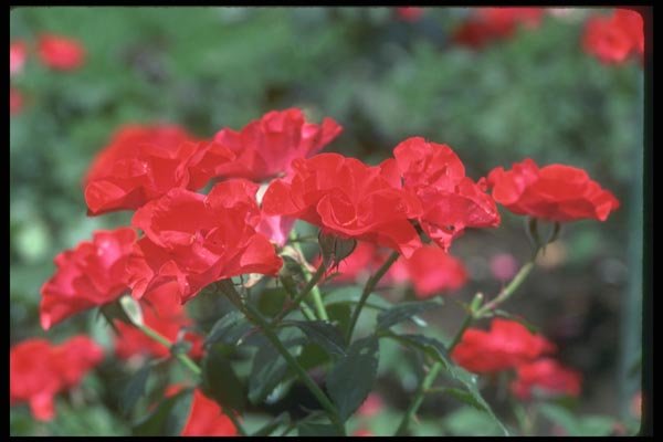 084005 Floribunda Rose, Amsterdam  A4 Photo Print