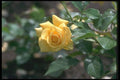 084006 Floribunda Rose, Sun Flare  A4 Photo Print