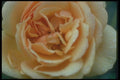 084007 Floribunda Rose, Amber Queen  A4 Photo Print