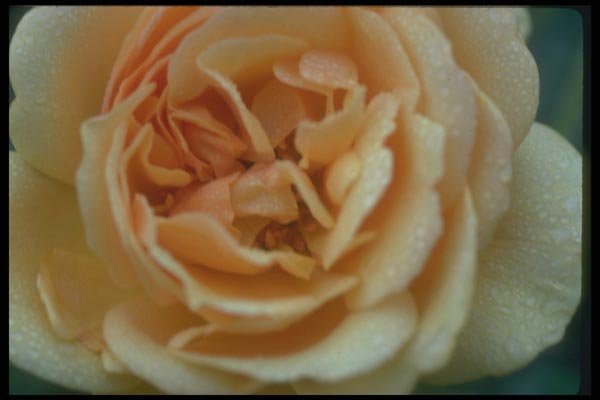 084007 Floribunda Rose, Amber Queen  A4 Photo Print
