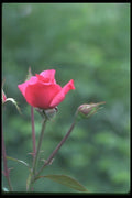 084010 Large Flowered Climber, Galway Bay  A4 Photo Print