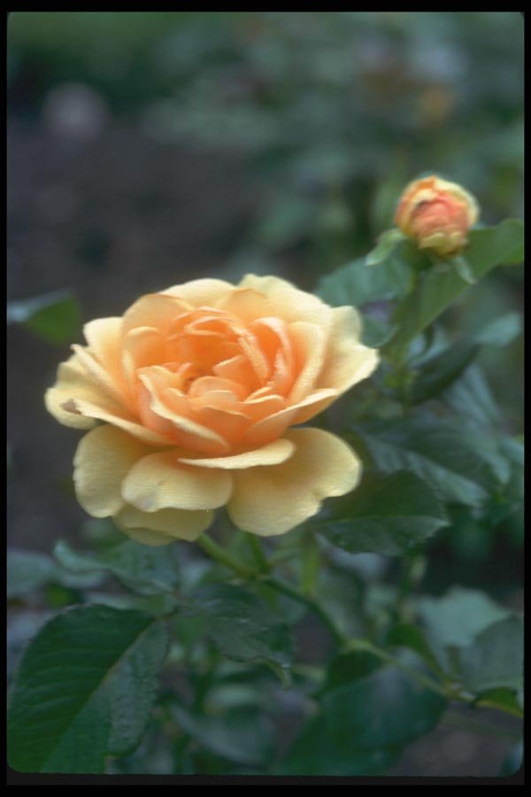084011 Floribunda Rose, Amber Queen  A4 Photo Print