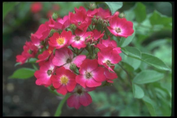 084012 Shrub Rose, Marjorie Fair  A4 Photo Print